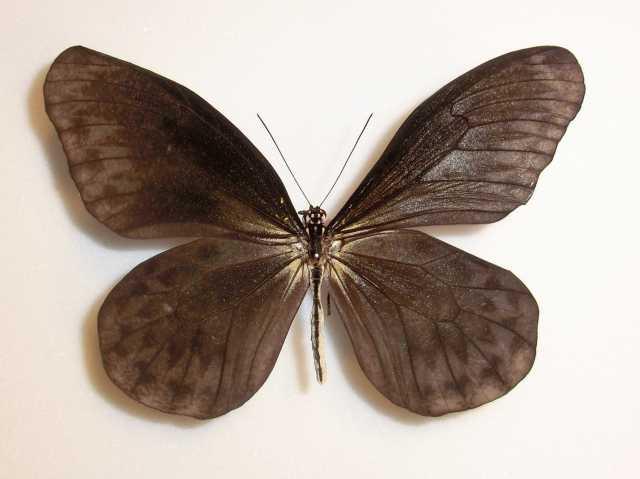 Idea leuconoe (aberration, marinduque is.philippines) (Internet Image property of respective owner, non-commercial use only)